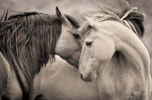 Steens Mountain Mustangs